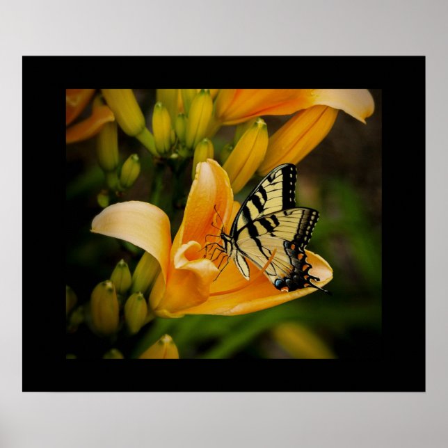 Butterfly Poster (Front)