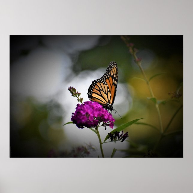 Butterfly, Poster (Front)