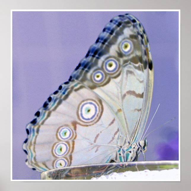 butterfly poster (Front)