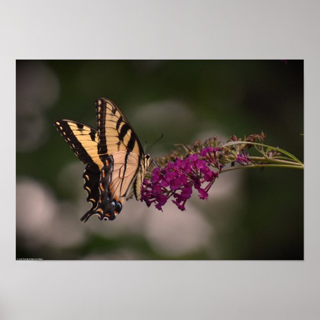 Butterfly,  poster (Front)