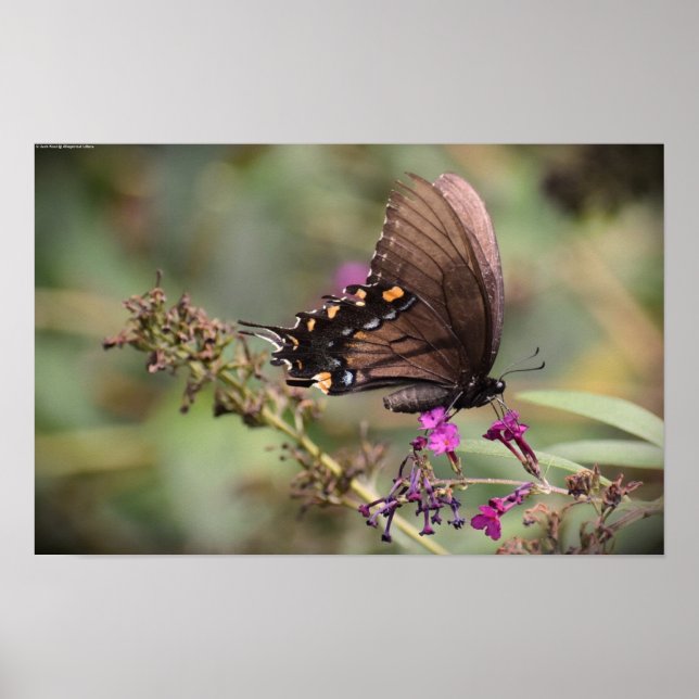 Butterfly, Poster (Front)