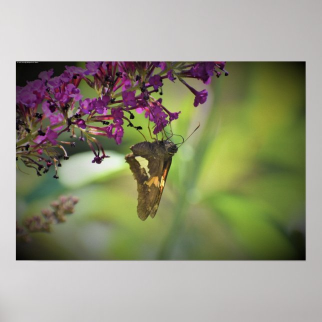 Butterfly, Poster (Front)