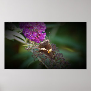 Butterfly,  poster