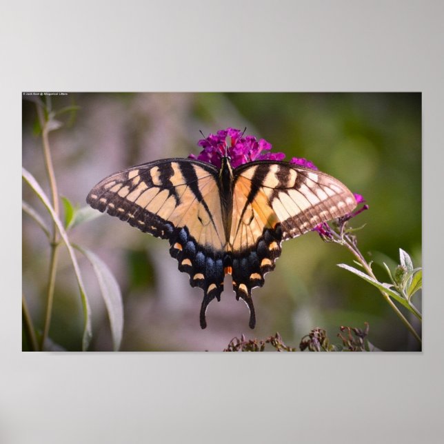 Butterfly,  poster (Front)