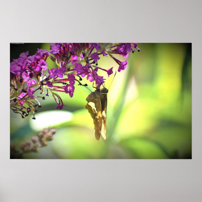 Butterfly, Poster (Front)