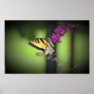Butterfly, poster