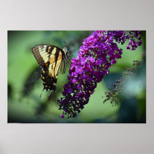 Butterfly, Poster