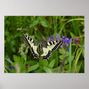 Butterfly Poster