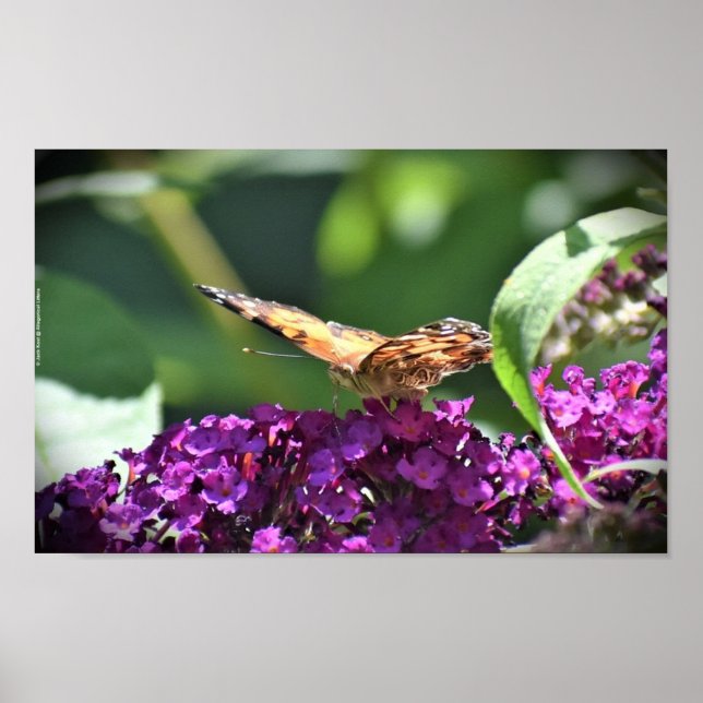 Butterfly, Poster (Front)