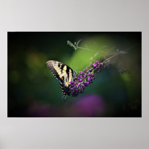 Butterfly,  poster