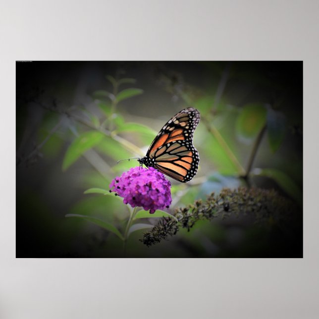 Butterfly,  poster (Front)