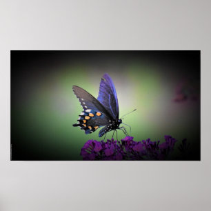 Butterfly, poster