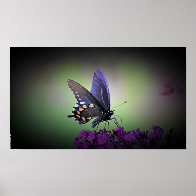 Butterfly,  poster (Front)