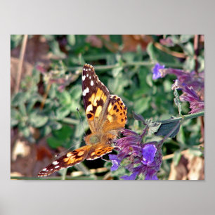 Butterfly Poster
