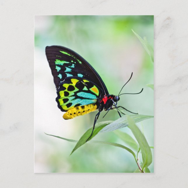 Butterfly Rainbow Colours Postcard (Front)