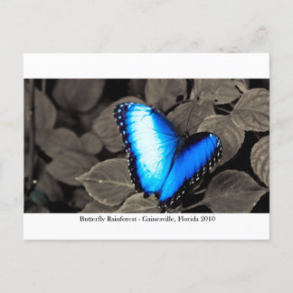 Butterfly Rainforest - Gainesville, FL 002 Postcard