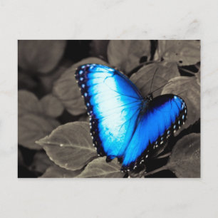 Butterfly Rainforest - Gainesville, FL 003 Postcard