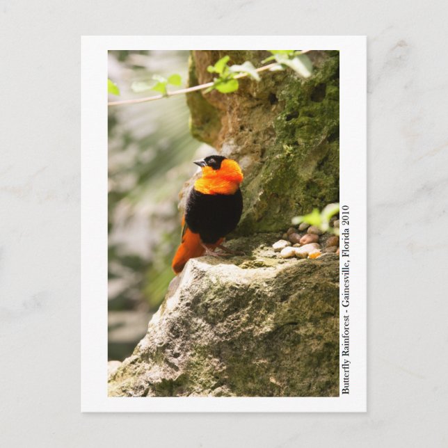 Butterfly Rainforest - Gainesville, FL 009 Postcard (Front)