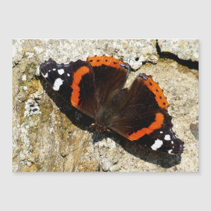 Butterfly - Red Admiral