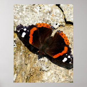 Butterfly - Red Admiral Poster