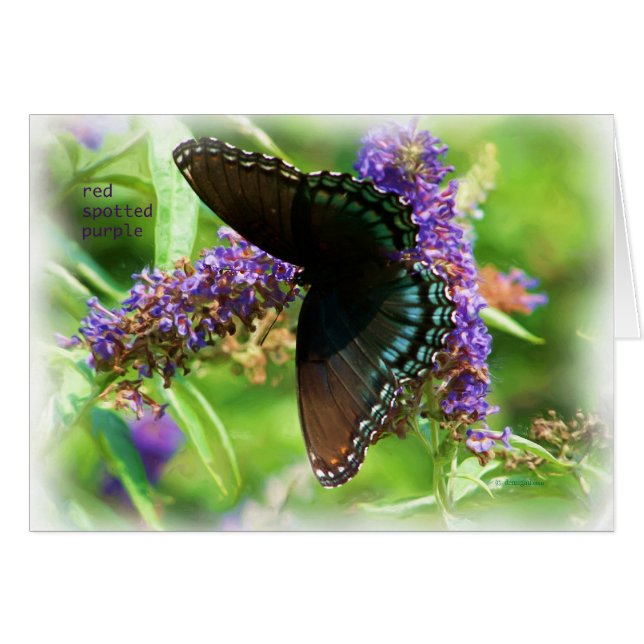 butterfly_red_spotted_purple_0233_Paint (Front Horizontal)