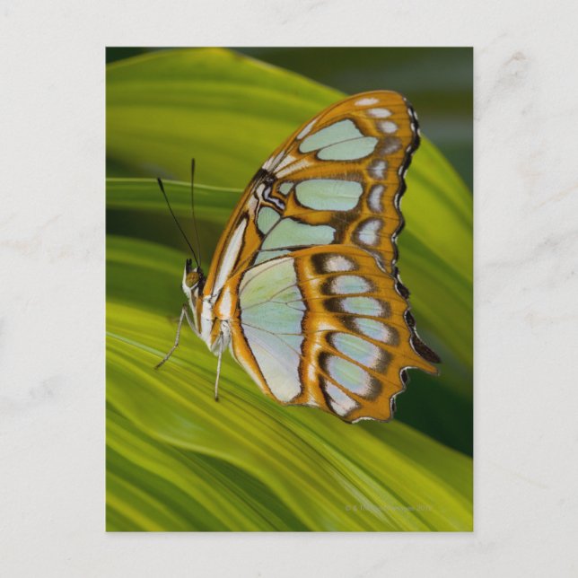 Butterfly resting on leaf postcard (Front)