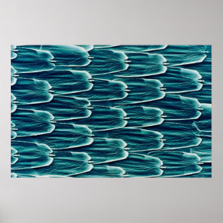 Butterfly - scales poster