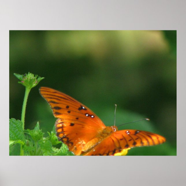 Butterfly series poster (Front)