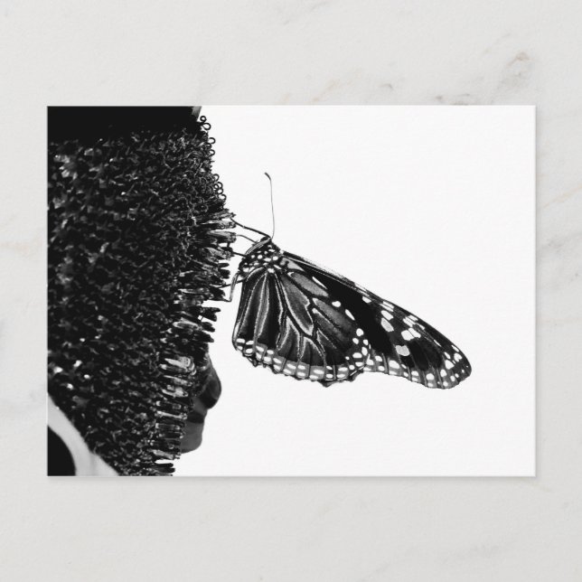 butterfly shy blacq postcard (Front)
