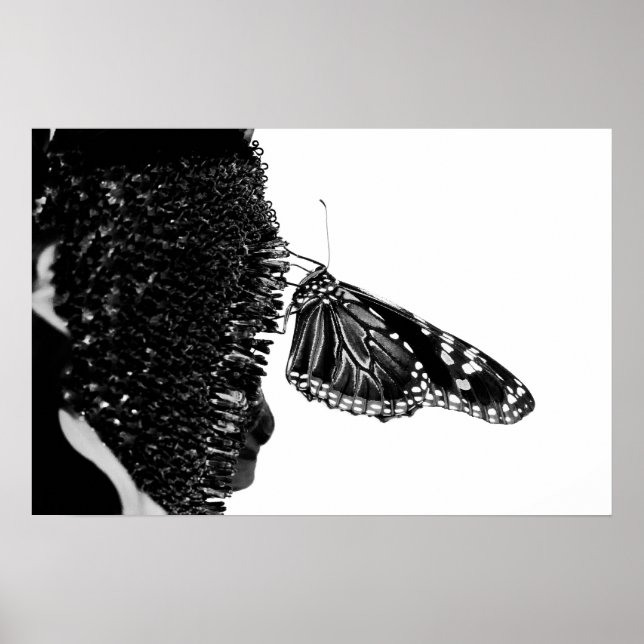 butterfly shy blacq poster (Front)