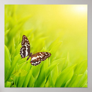 Butterfly sitting on a fresh green grass poster