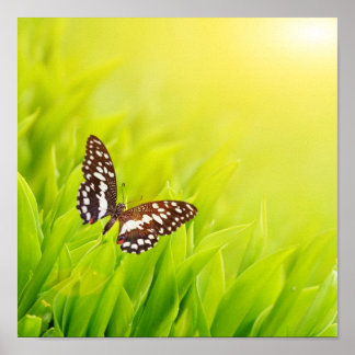 Butterfly sitting on a fresh green grass poster