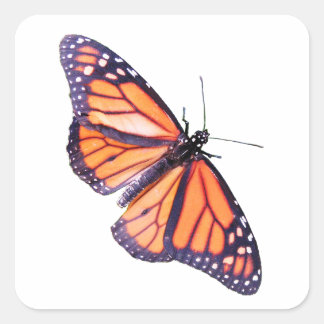 Butterfly Square Sticker