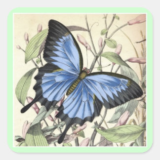 Butterfly Square Sticker. Sticker