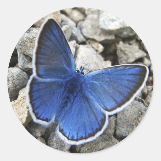 Butterfly Sticker (Front)