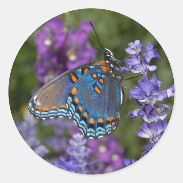 butterfly sticker #1 (Front)