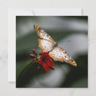 Butterfly Thank You Card