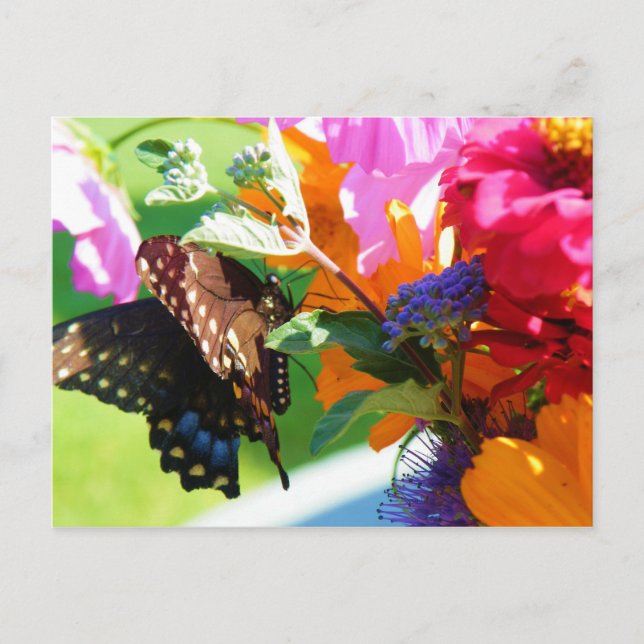 Butterfly- Thinking of You Postcard (Front)