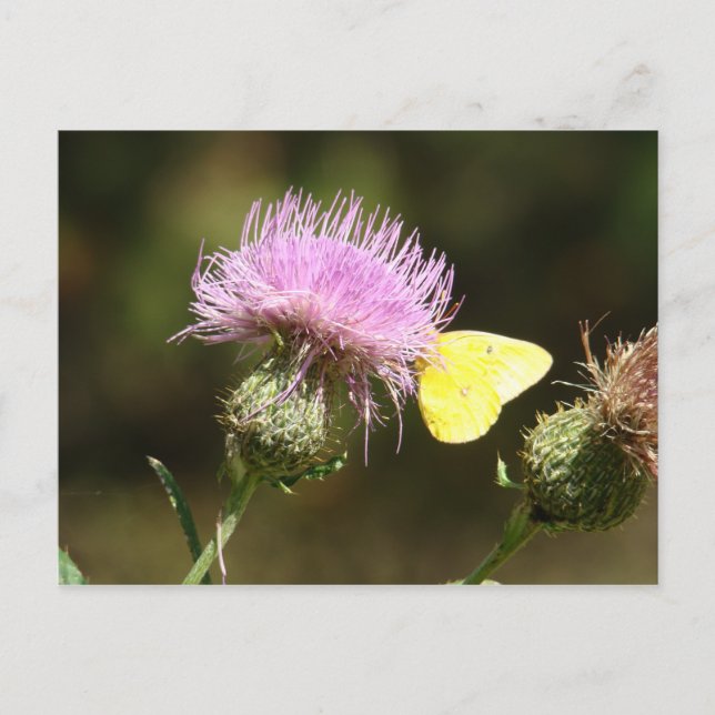 BUTTERFLY & THISTLE POSTCARD (Front)
