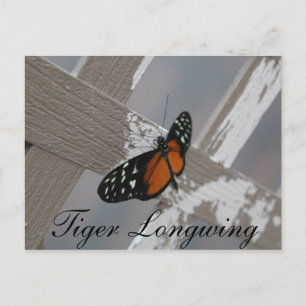 Butterfly Tiger Longwing # 1 Postcard