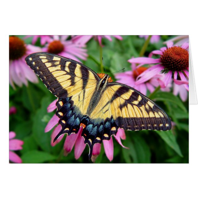 Butterfly Tiger Swallowtail (Front Horizontal)