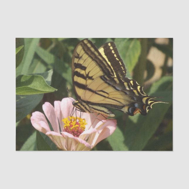 Butterfly Tissue Paper (Front)