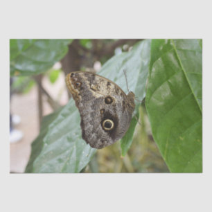 Butterfly Tissue Paper