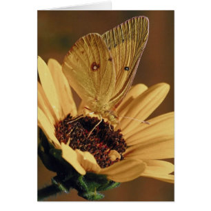 Butterfly to Flower Card