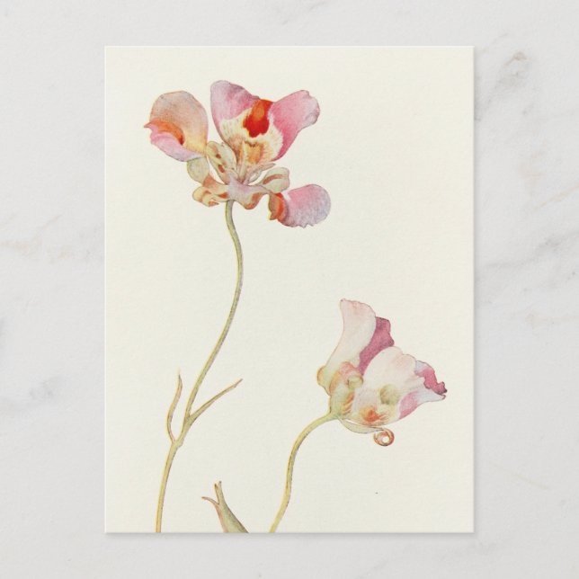 Butterfly Tulip by Margaret Armstrong Postcard (Front)