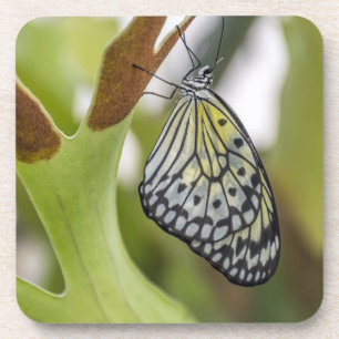 Butterfly up close hard plastic coasters