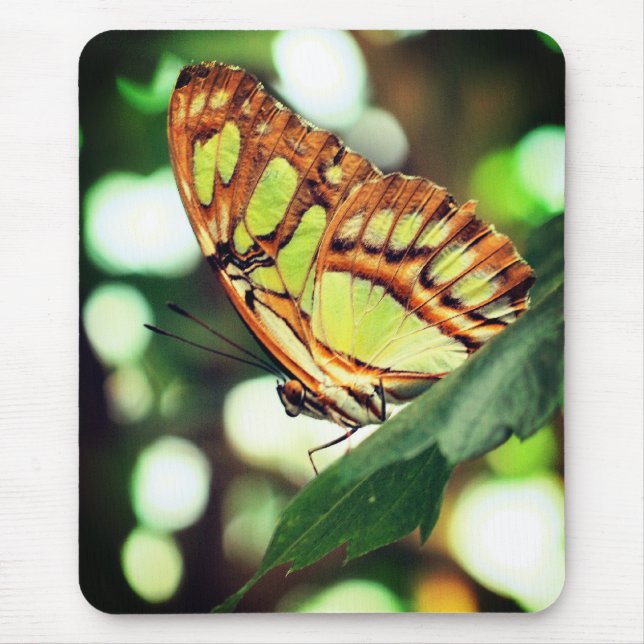 Butterfly Watching Nature  Mouse Pad (Front)