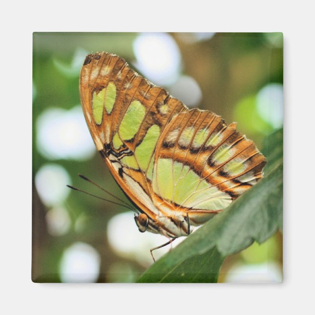 Butterfly Watching Nature Photography  Magnet (Front)