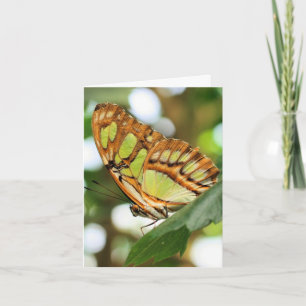 Butterfly Watching Nature Photography Note Card