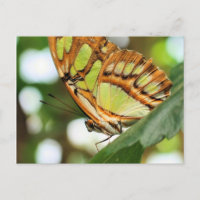 Butterfly Watching Nature Photography Postcard